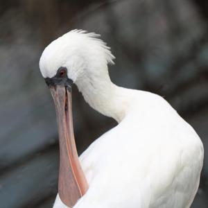 utils/thumbs/Threskiornithidae/Platalea_2GZ2zCZUUzqtdy2AfYyT5X.jpg