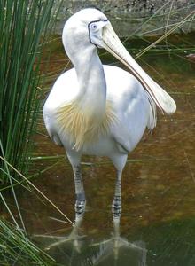 utils/thumbs/Threskiornithidae/Platalea_MN3wELFzPkzPwSSpkwmUcM.jpg