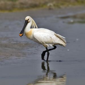 utils/thumbs/Threskiornithidae/Platalea_m2KWi6ZPMbFuA7sqiwpvKk.jpg