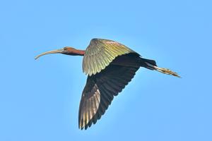 Plegadis falcinellus
