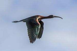 Plegadis falcinellus