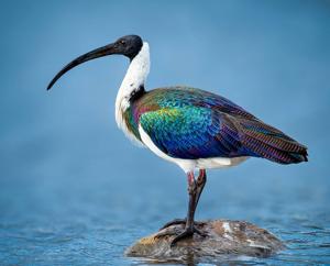 Threskiornis spinicollis