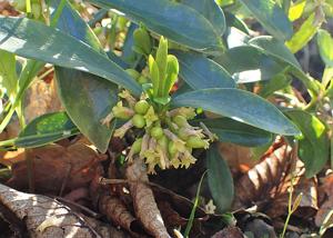 Daphne laureola