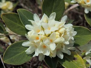 utils/thumbs/Thymelaeaceae/Daphne_UZu54hV5eu8cZU5hgJuNyK.jpg