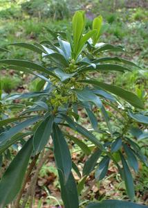 Daphne laureola