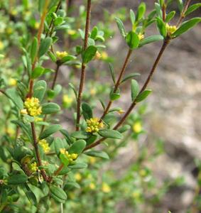 Pimelea hewardiana