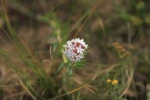 Stellera chamaejasme