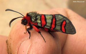 Arniocera erythropyga