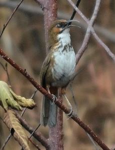 Erythrogenys mcclellandi