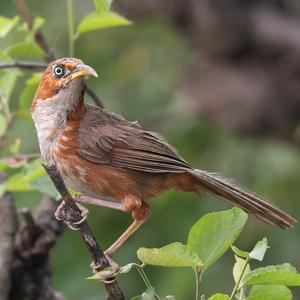 utils/thumbs/Timaliidae/Erythrogenys_HYr2nWjQ4r2v386fiNREGJ.jpg