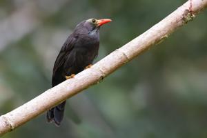 utils/thumbs/Timaliidae/Melanocichla_dPwkefuubPPuFkgCpXtxxM.jpg