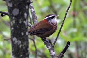 Pomatorhinus ruficollis