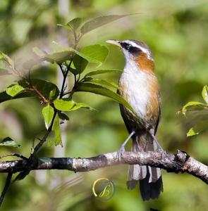 Pomatorhinus schisticeps