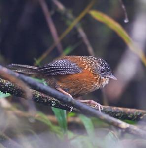 utils/thumbs/Timaliidae/Spelaeornis_3BmTyAg6C7GdxvVNGuamKk.jpg