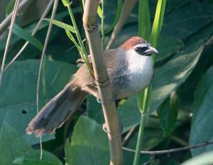 Timalia pileata