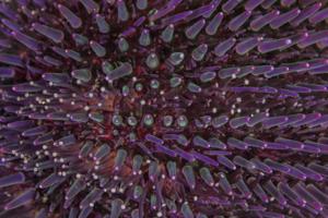 Sphaerechinus granularis