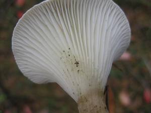 Ampulloclitocybe clavipes
