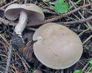 utils/thumbs/Tricholomataceae/Clitocybe_64sRj7YEg2eNQgh6VJDGMs.jpg