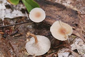 utils/thumbs/Tricholomataceae/Clitocybe_AFHZjmyLDKsz38DuQSwCXL.jpg