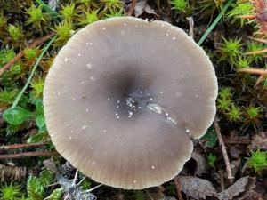 utils/thumbs/Tricholomataceae/Clitocybe_CKWhzADV4TksnqXPvF2edq.jpg