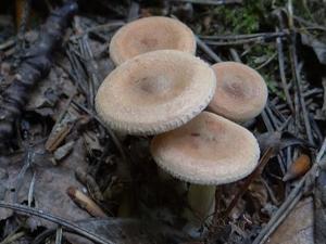 utils/thumbs/Tricholomataceae/Clitocybe_GPdzx7dY8B3zbT9vLpyzS6.jpg