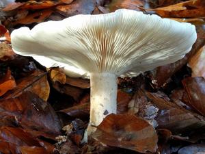 Clitocybe nebularis