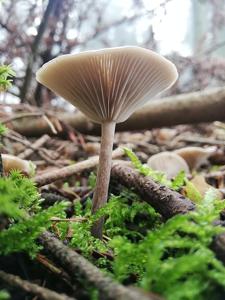 utils/thumbs/Tricholomataceae/Clitocybe_M6uGbAVQHSfFkhzCnCN4hg.jpg