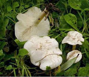 utils/thumbs/Tricholomataceae/Clitocybe_SXzoijKjz4GRzbgcqXga3u.jpg