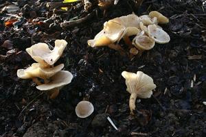 Clitocybe agrestis