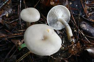 Clitocybe metachroa