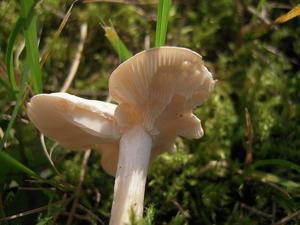 Clitocybe candicans