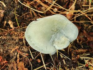 utils/thumbs/Tricholomataceae/Clitocybe_apUtceJVsmFNcVUyCQaQEM.jpg