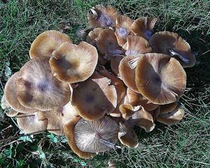 utils/thumbs/Tricholomataceae/Clitocybe_bbzh8ChDDCxZhfyuApJnF6.jpg