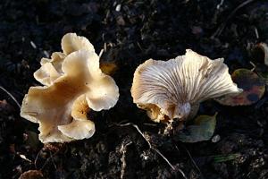 utils/thumbs/Tricholomataceae/Clitocybe_fJYMd5uQXtY7txoiZRjDs5.jpg