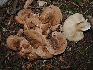 Clitocybe sclerotoidea