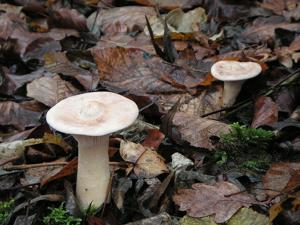 utils/thumbs/Tricholomataceae/Infundibulicybe_RnnrCwNoHEQBabaeXK4kqk.jpg