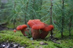 utils/thumbs/Tricholomataceae/Laccaria_oS2TmA3XjXvmzwCmZtuYKc.jpg
