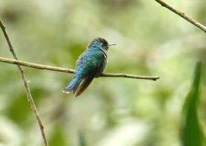 utils/thumbs/Trochilidae/Abeillia_gUmU26LHuSHNLYNeed9Naf.jpg