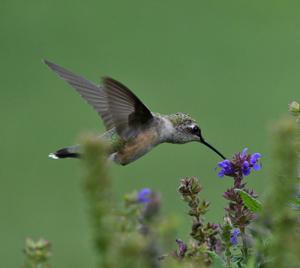 Archilochus colubris