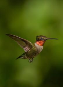 Archilochus colubris