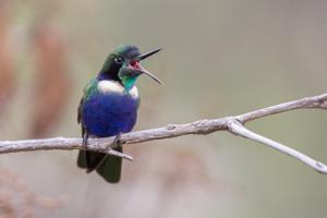 utils/thumbs/Trochilidae/Augastes_QwzUYFfmCHSQfY68LtAZaN.jpg