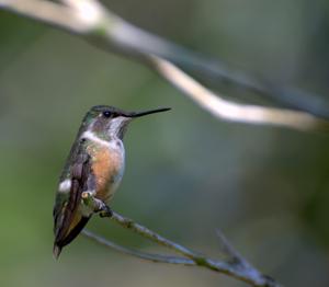utils/thumbs/Trochilidae/Calliphlox_78AKwGUjELz3DsmGzBGQgu.jpg
