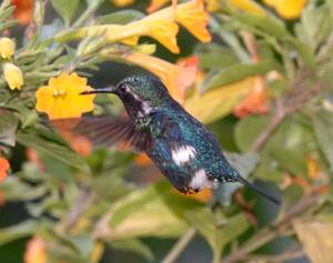 Chaetocercus astreans