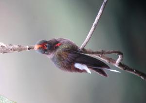 Chalcostigma herrani