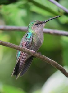 Chalybura urochrysia