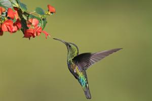 Eulampis holosericeus