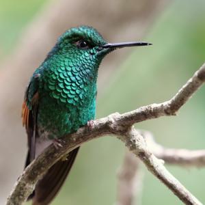 Eupherusa eximia