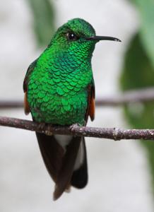 Eupherusa eximia