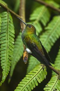 Haplophaedia aureliae