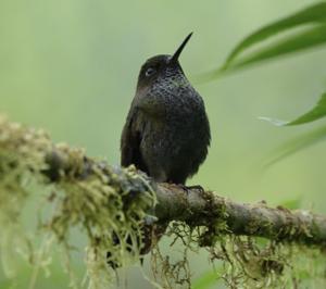 utils/thumbs/Trochilidae/Haplophaedia_PcfzzdZH3wEeDEn7cZ6kqV.jpg